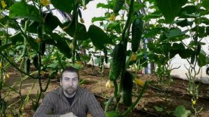 Почему огурцы плохо растут и что делать чем подкормить решение видео