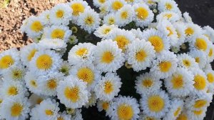 Хризантема мультифлора сорт Эльф