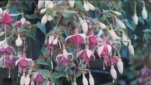 24PC Early Starter Patio Plug Plant Collection