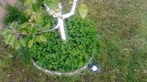 Супер Способы борьбы с личинкой майского жука