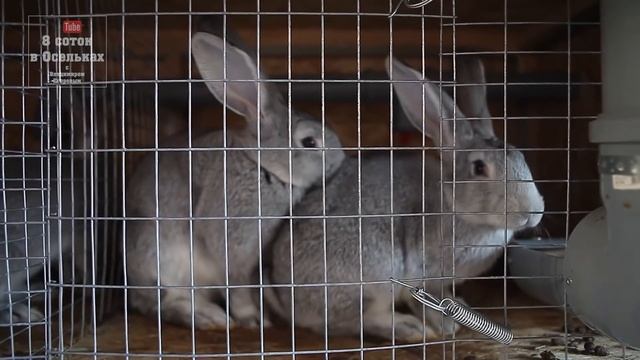 Полный обзор уличной клетки для кроликов! смотреть онлайн