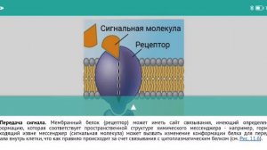 Текучесть мембран. Движение и функции белков и липидов мембран. Адаптации организмов к температурам