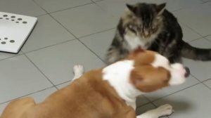 Pitbulll vs Cat,Питбуль vs Кот