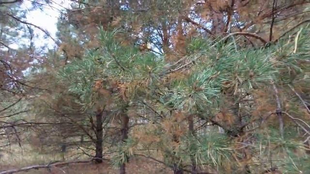 За рыжиками в лес! Отличные грибы! смотреть онлайн