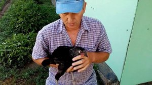 Помесь кур пород Маран и Амераукан. Кто моя мама???? ?