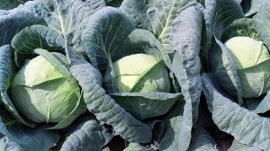 Гибрид капусты Мегатон F1