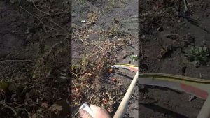 Сажаю чеснок не копая землю с плоскорез- косой.