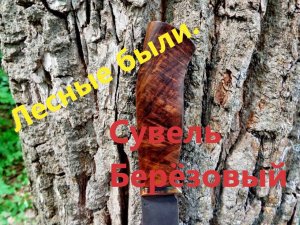 Сувель берёзовый. Или ведьмин веник.В берёзовом лесу.