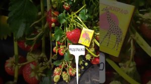 ПОЗДНИЙ  сорт клубники ФЕДЕРИКО🍓 СОРТ- ГИГАНТ 🍓саженцы