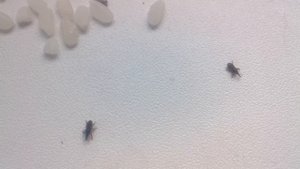 жучки в рисе