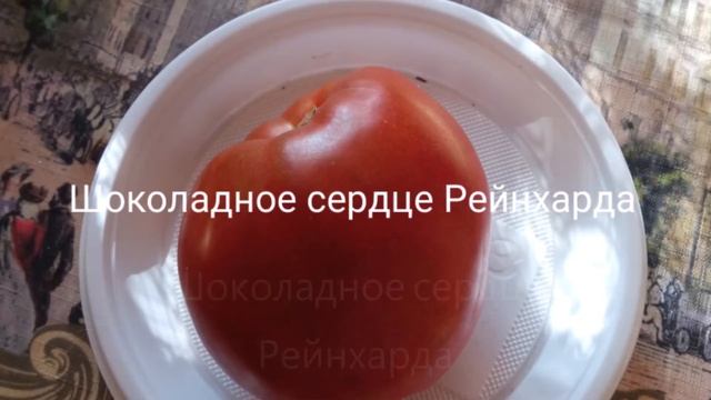 Редкие экзотические сорта томатов из моей коллекции