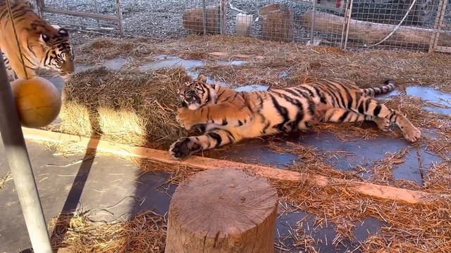 первый совместный выгул после стерилизации смотреть онлайн