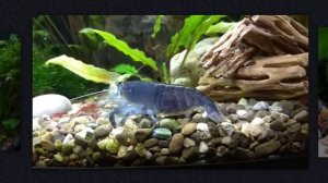 Креветка камерунский фильтратор Atya gabonensis