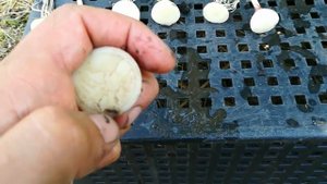 Однозубка чеснока на 23 мая(на 300кг\сот.)