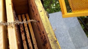 Работает лаванда против восковой моли или нет?