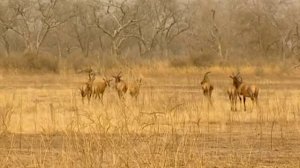 Тайный мир животных_ газели