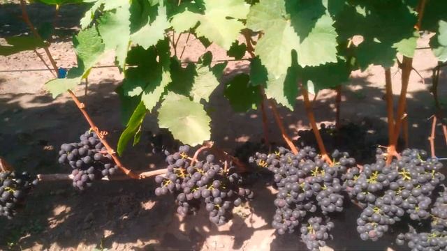 Каберне Дорса: прекрасный винный сорт смотреть онлайн