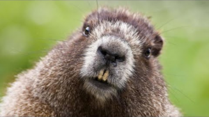 Самая большая бобровая плотина