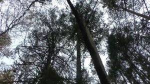 Охота на глухаря осенью на лиственницах