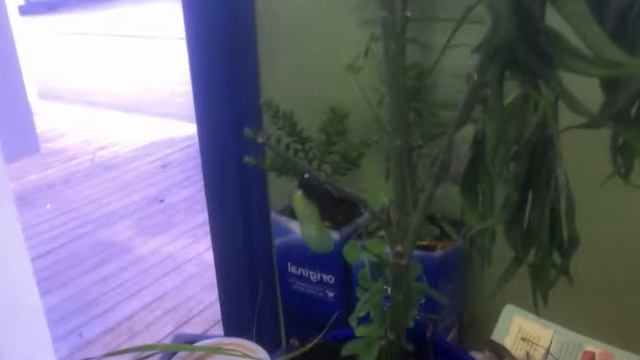 Sir Eatsalot the 2nd turns into a cacoon! Part one смотреть онлайн