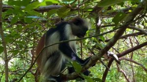 ДЖОЗАНИ ФОРЕСТ: что скрывают джунгли Занзибара? Мангровый лес | Zanzibar, Jozani Forest