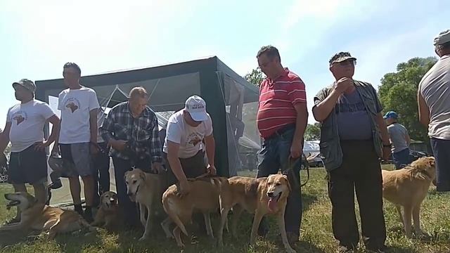 Всероссийская выставка охотничьих собак.2019 год Рязанская область.Ринг русских гончих выжловок ст. смотреть онлайн
