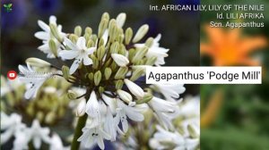 LILI AFRIKA Part 3 | AFRICAN LILY VARIETIES | Agapanthus | Plant id | Bunga Lili