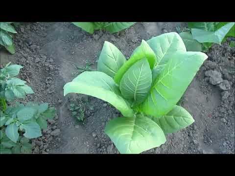 ТАБАК. Месяц после высадки в открытый грунт!!! смотреть онлайн