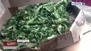 За хранение конопли в коробках из-под пиццы кубанцу грозит 10 лет лишения свободы