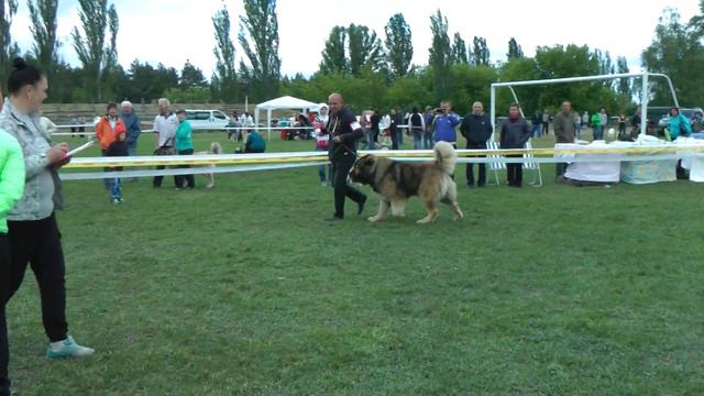КЛАСС ЧЕМПИОНЫ КОБЕЛИ * КАВКАЗСКАЯ ОВЧАРКА смотреть онлайн