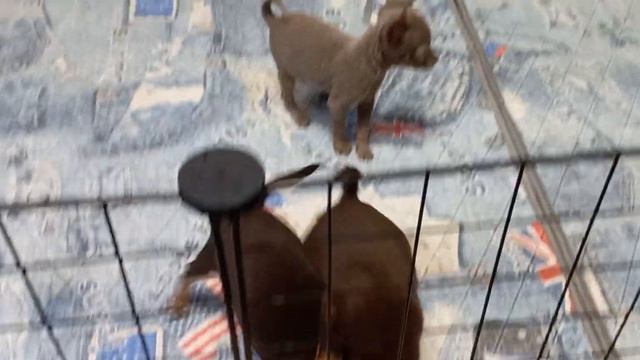 щенки той терьера смотреть онлайн