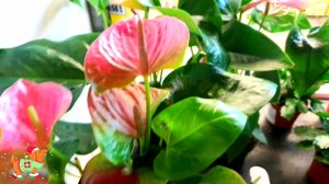 ??ОБИ☃️Цветочная Уценка?