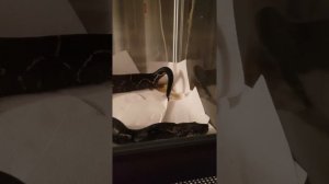 Как змеи ходят в туалет. ( Snake goes to the toile )