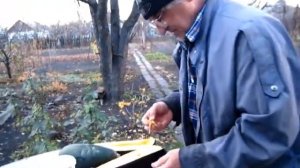 СЕМЕНА Цукини  и Кабачков  когда и как собрать
