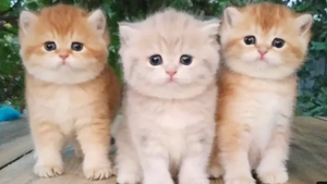 3 Пушистых Котенка играют вместе!