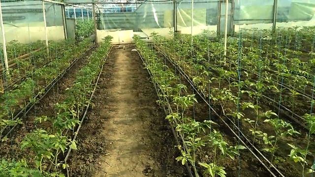 Идеальная теплица: помидоры круглый год смотреть онлайн