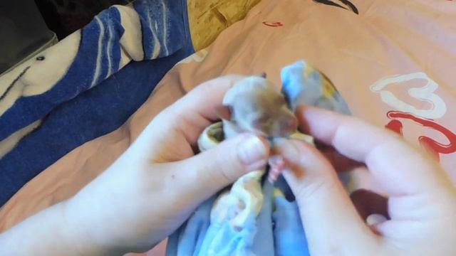 ЧИХУА ЧЕМ  КОРМИТЬ НОВОРОЖДЕННЫХ ЩЕНКОВ ?ПИТОМНИКМАРИМИСТИКкупитьчихуапродаюRoyaCaninBabydogMil