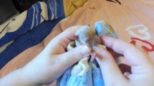 #ЧИХУА ЧЕМ  КОРМИТЬ НОВОРОЖДЕННЫХ ЩЕНКОВ ?#ПИТОМНИКМАРИМИСТИК#купитьчихуапродаю#RoyaCaninBabydogMil