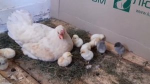 Нужен ли петух в курятнике -2