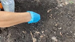 Как посадить розу чтобы она не вымерзала и обильно цвела | РОЗА СПРЕЙ