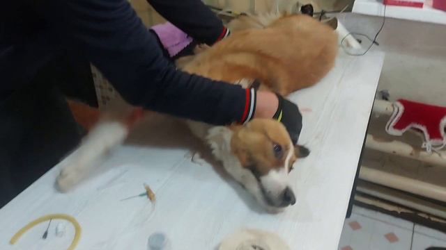 собаку спасла. Отравление. Вовремя успели. Спасибо, сердобольные соседи. смотреть онлайн