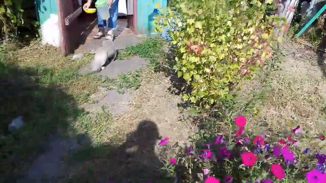 Дачный сезон 2017 г. Август. смотреть онлайн