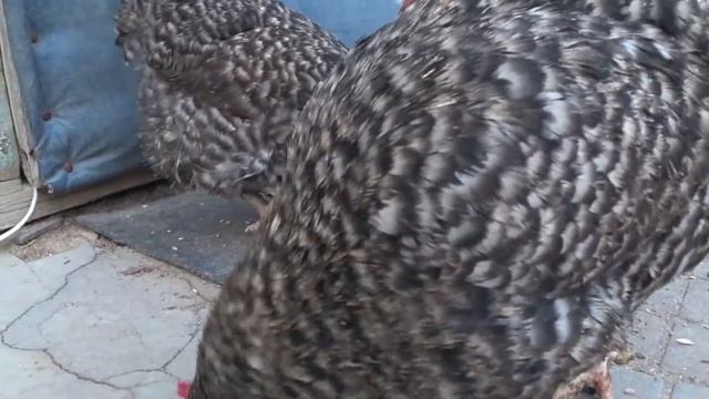 A cute relaxing music video. Куры клюют зерно. Chickens peck grain. The sweet chickens!