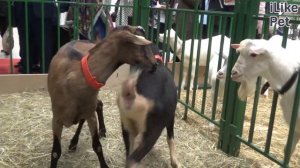 Альпийская коза на ilikepet. Особенности породы, уход