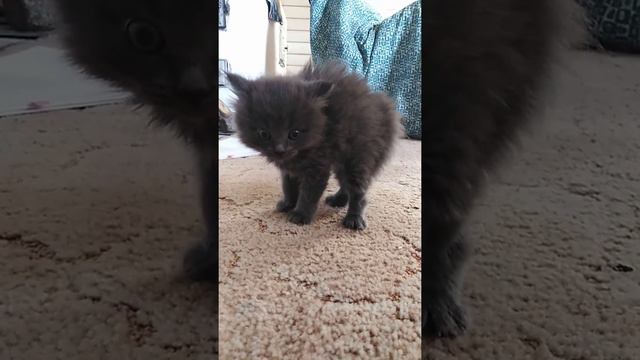 КОШКА прикольный дикий КОТЁНОК FUNNY KITTEN WILD kitten смотреть онлайн