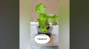 сажаем листья салата повторно