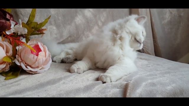 Котик по имени Alex Lesta Malso смотреть онлайн