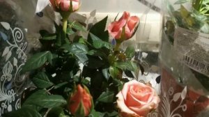 Зачем я купила розы в феврале / Пересадка роз после покупки