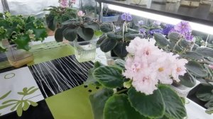 Сорт или спорт у ФИАЛКИ. Что это такое?Как определить? Как получить сорт?