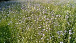 Сколько пчёл на фацелии в 10 метрах и в 1 км от пасеки